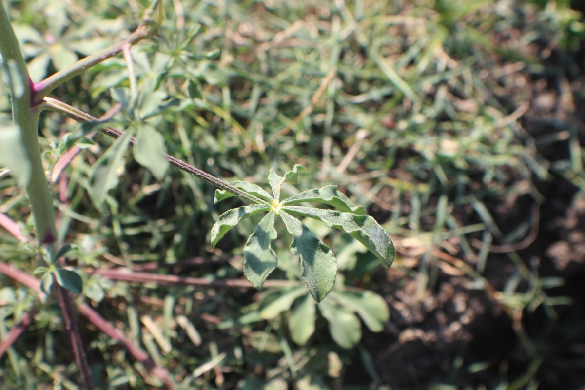 Cleome chelidonii L.f.